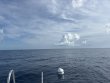 Monday September 8th 2025 Tropical Odyssey: Spiegel Grove reef report photo 1