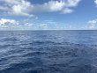 Sunday September 21st 2025 Tropical Odyssey: Spiegel Grove reef report photo 1