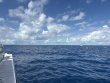 Sunday September 21st 2025 Tropical Odyssey: Spiegel Grove reef report photo 1