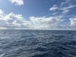 Tuesday October 7th 2025 Tropical Odyssey: Spiegel Grove reef report photo 1
