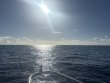 Tuesday January 6th 2026 Tropical Odyssey: Spiegel Grove reef report photo 1