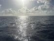 Monday March 9th 2026 Tropical Odyssey: Spiegel Grove reef report photo 1
