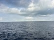 Friday March 13th 2026 Tropical Odyssey: Spiegel Grove reef report photo 1