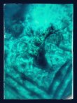 Sunday March 22nd 2026 Tropical Odyssey: Christ Statue reef report photo 1