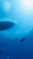 Thursday March 26th 2026 Tropical Odyssey: Christ Statue reef report photo 2