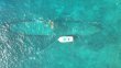 Thursday March 26th 2026 Tropical Odyssey: Benwood Wreck reef report photo 1