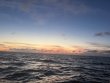 Saturday April 18th 2026 Tropical Odyssey: Aquarium reef report photo 1
