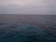Tuesday July 1st 2014 Tropical Odyssey: City of Washington reef report photo 1