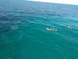 Sunday November 19th 2017 Tropical Odyssey: The Horseshoe reef report photo 1