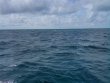 Thursday October 28th 2021 Tropical Serenity: Christ Statue reef report photo 2