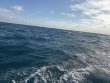 Sunday October 19th 2025 Tropical Serenity: Benwood Wreck reef report photo 1