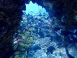 Monday March 23rd 2026 Tropical Serenity: Snapper Ledge reef report photo 1