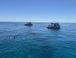 Tuesday March 24th 2026 Tropical Serenity: Eagle Ray Alley reef report photo 1